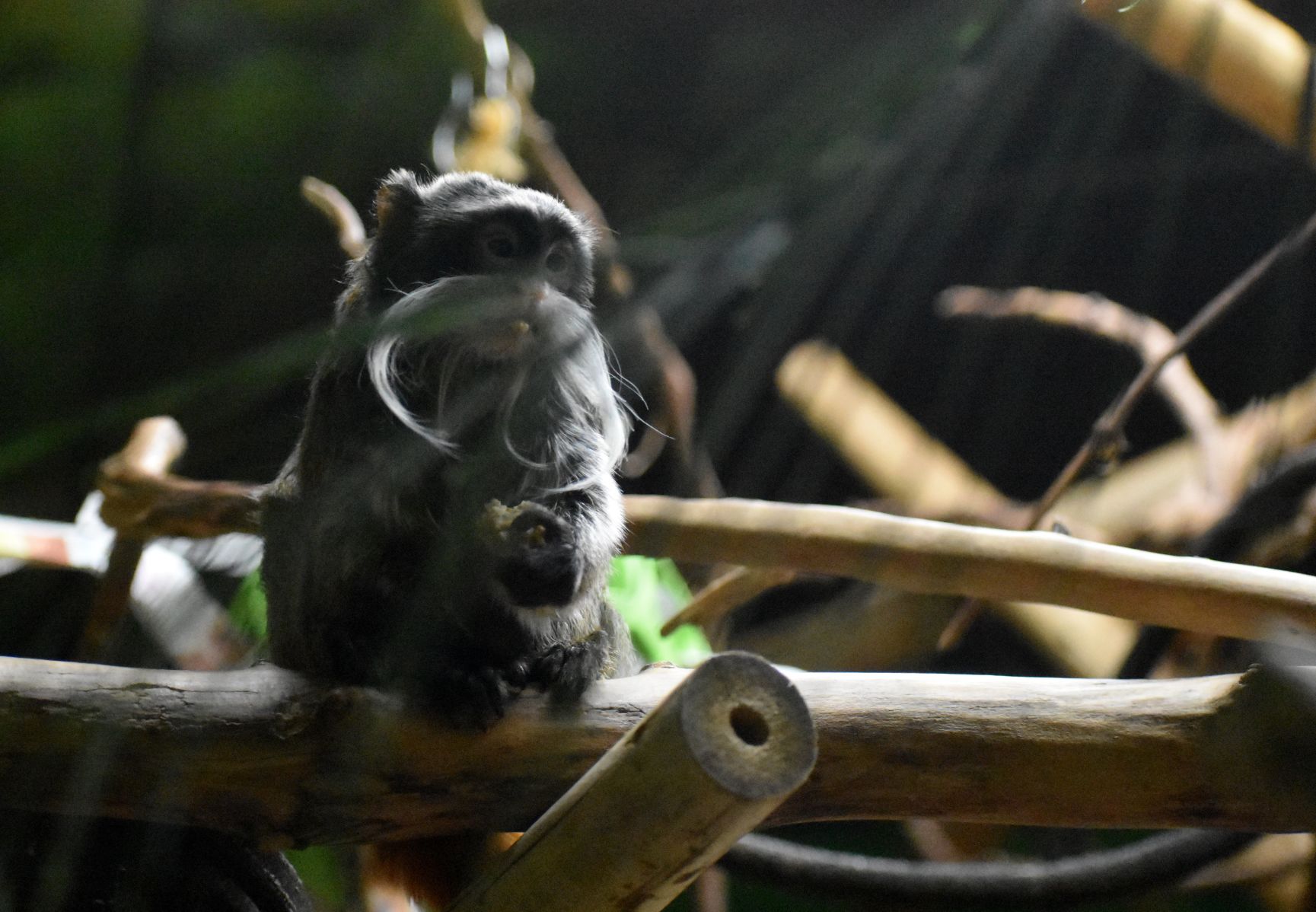 Tamarin front view